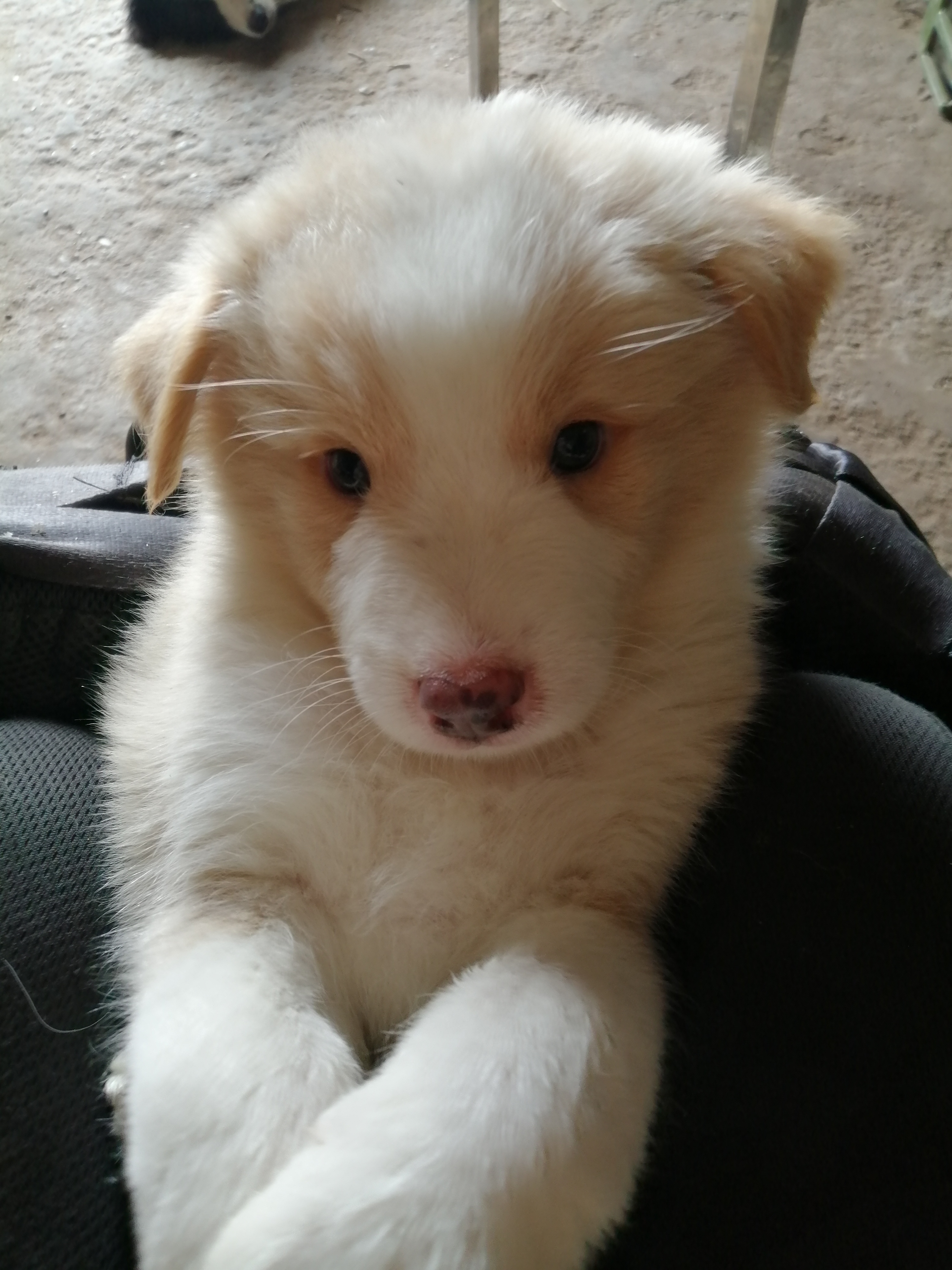 大骨架极品边牧幼犬两个月，包活包健康，3个月犬瘟细小